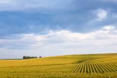 20170717_192348_Iowa Country Farmlands Landscapes_DSCF9312_LowRes.jpg